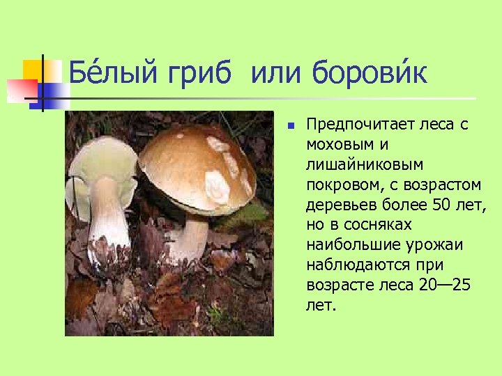 Бе лый гриб или борови к n Предпочитает леса с моховым и лишайниковым покровом,