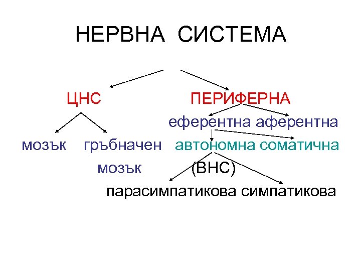 НЕРВНА СИСТЕМА ЦНС мозък ПЕРИФЕРНА еферентна аферентна гръбначен автономна соматична мозък (ВНС) парасимпатикова 