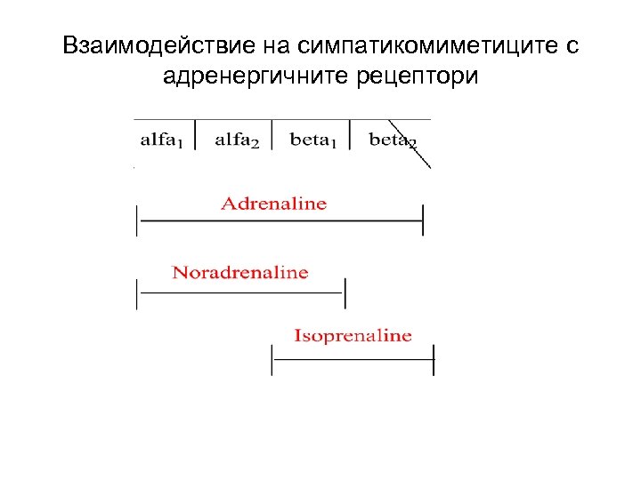 Взаимодействие на симпатикомиметиците с адренергичните рецептори 