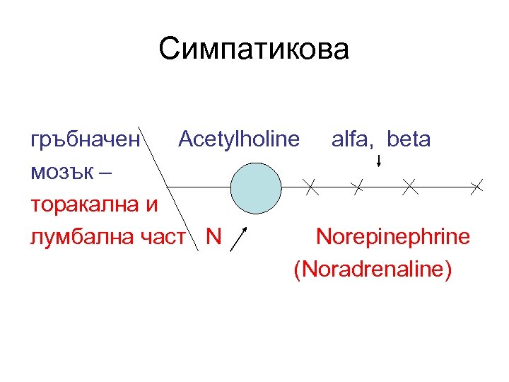 Симпатикова гръбначен Acetylholine alfa, beta мозък – торакална и лумбална част N Norepinephrine (Noradrenaline)