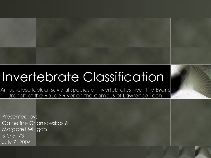 Invertebrate Classification An up-close look at several species of invertebrates near the Evans Branch