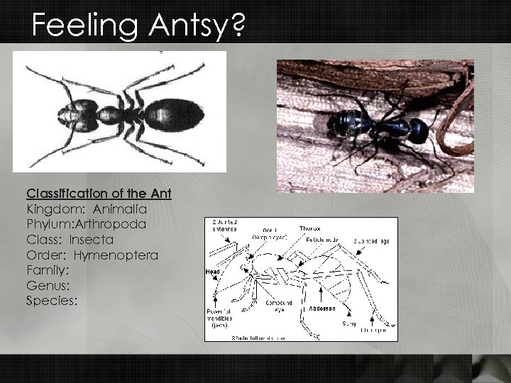 Feeling Antsy? Classification of the Ant Kingdom: Animalia Phylum: Arthropoda Class: Insecta Order: Hymenoptera