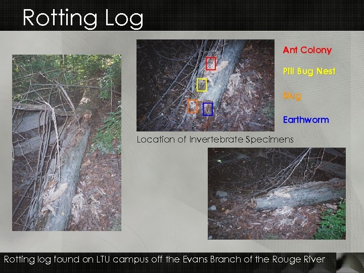 Rotting Log Ant Colony Pill Bug Nest Slug Earthworm Location of Invertebrate Specimens Rotting