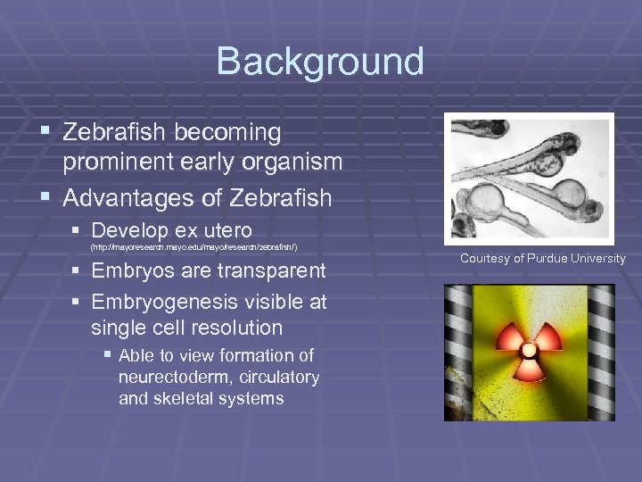 Background § Zebrafish becoming prominent early organism § Advantages of Zebrafish § Develop ex