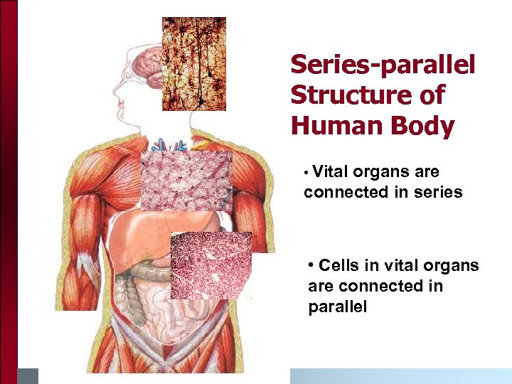 Series-parallel Structure of Human Body • Vital organs are connected in series • Cells