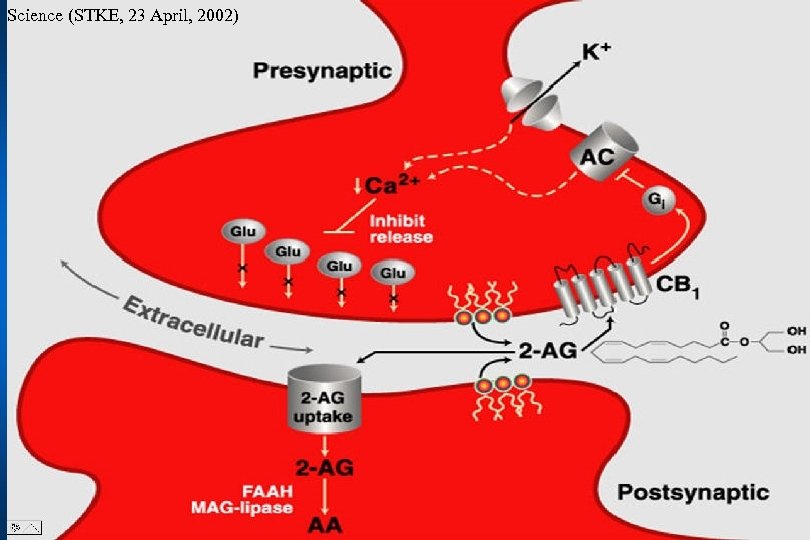 Science (STKE, 23 April, 2002) 