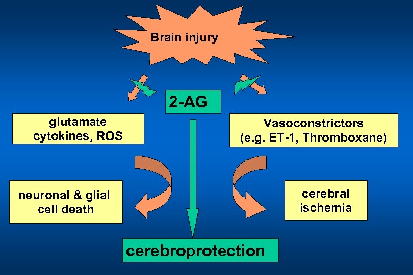 Brain injury 2 -AG glutamate cytokines, ROS Vasoconstrictors (e. g. ET-1, Thromboxane) cerebral ischemia