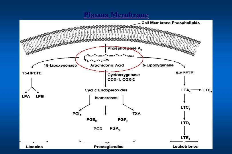 Plasma Membrane 