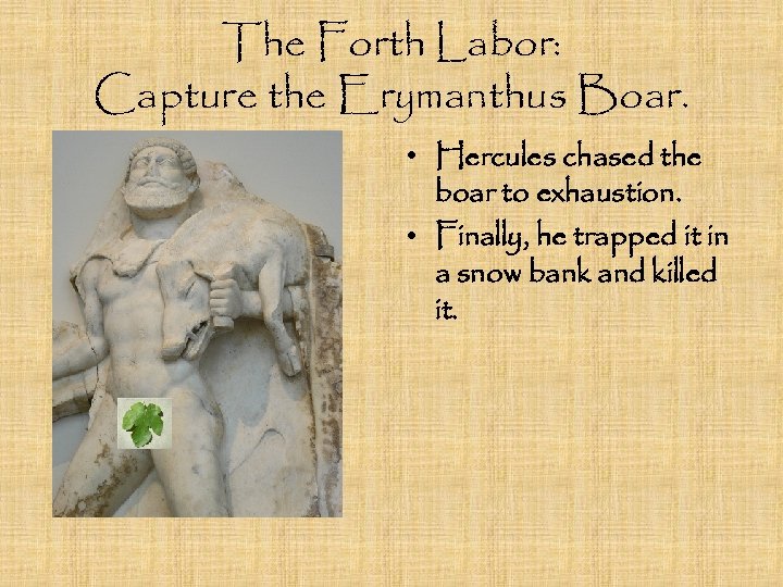 The Forth Labor: Capture the Erymanthus Boar. • Hercules chased the boar to exhaustion.