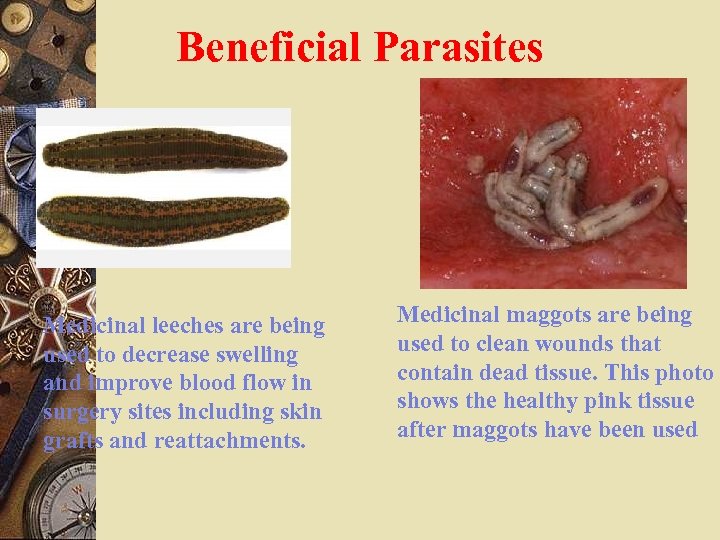 Beneficial Parasites Medicinal leeches are being used to decrease swelling and improve blood flow