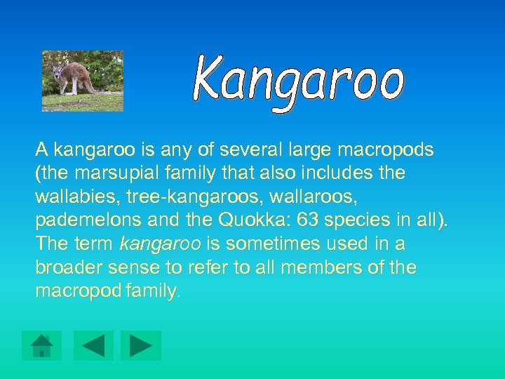 A kangaroo is any of several large macropods (the marsupial family that also includes