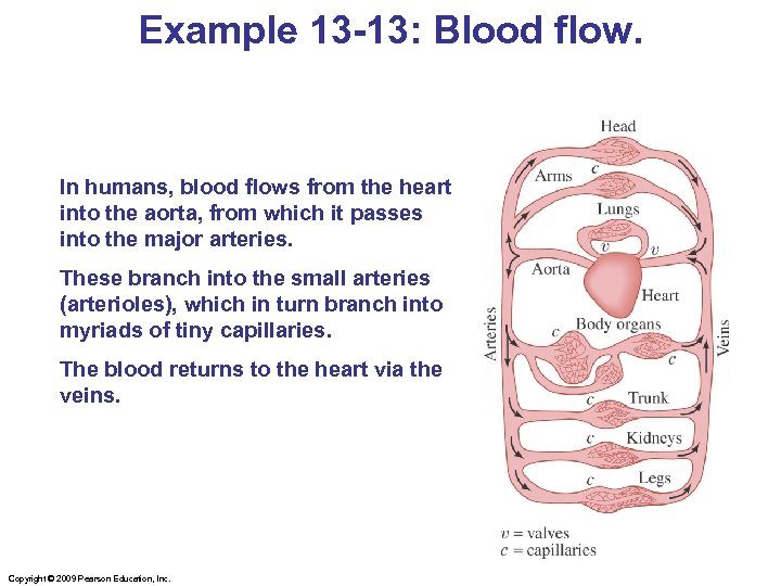 Example 13 -13: Blood flow. In humans, blood flows from the heart into the