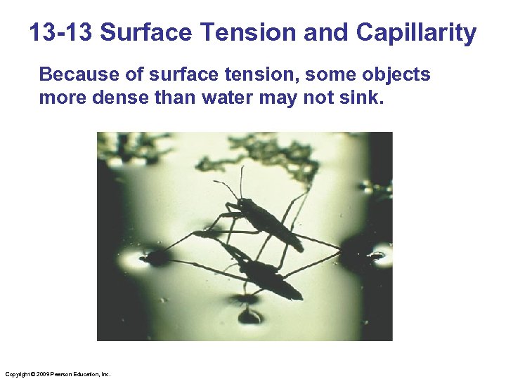 13 -13 Surface Tension and Capillarity Because of surface tension, some objects more dense