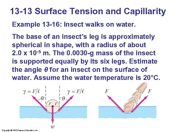 13 -13 Surface Tension and Capillarity Example 13 -16: Insect walks on water. The