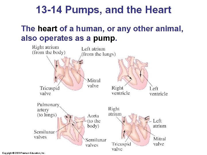 13 -14 Pumps, and the Heart The heart of a human, or any other
