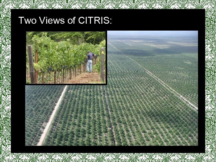 Two Views of CITRIS: vv 