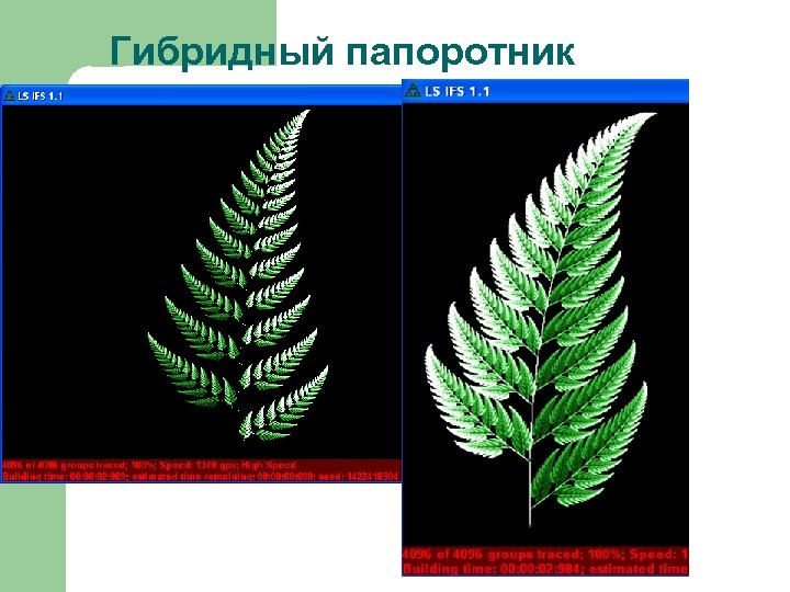 Гибридный папоротник 