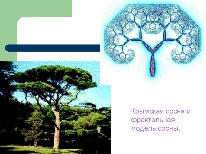 Крымская сосна и фрактальная модель сосны. 