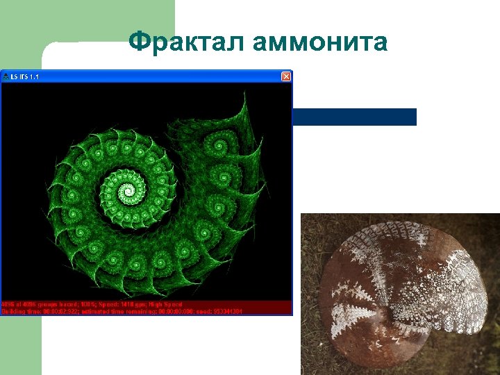 Фрактал аммонита 