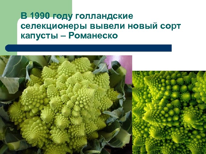В 1990 году голландские селекционеры вывели новый сорт капусты – Романеско 