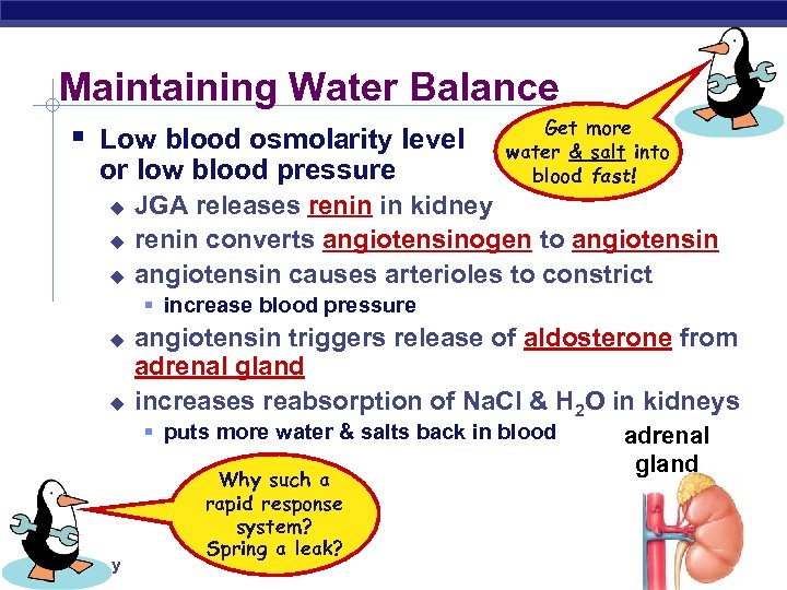Maintaining Water Balance § Low blood osmolarity level or low blood pressure u u