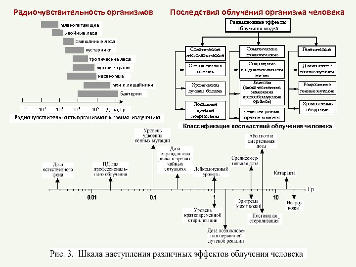 Радиочувствительность организмов Последствия облучения организма человека Радиационные эффекты облучения людей млекопитающие хвойные леса смешанные