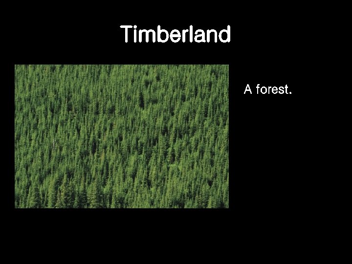 Timberland A forest. 