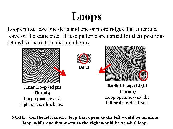 Loops must have one delta and one or more ridges that enter and leave