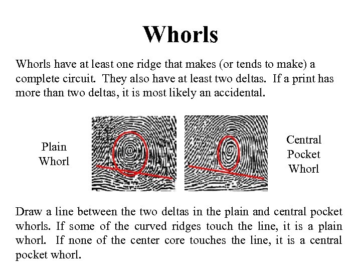 Whorls have at least one ridge that makes (or tends to make) a complete