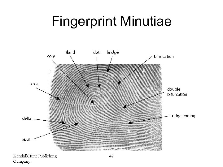 Fingerprint Minutiae Kendall/Hunt Publishing Company 42 