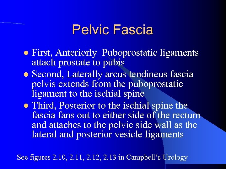 Pelvic Fascia First, Anteriorly Puboprostatic ligaments attach prostate to pubis l Second, Laterally arcus