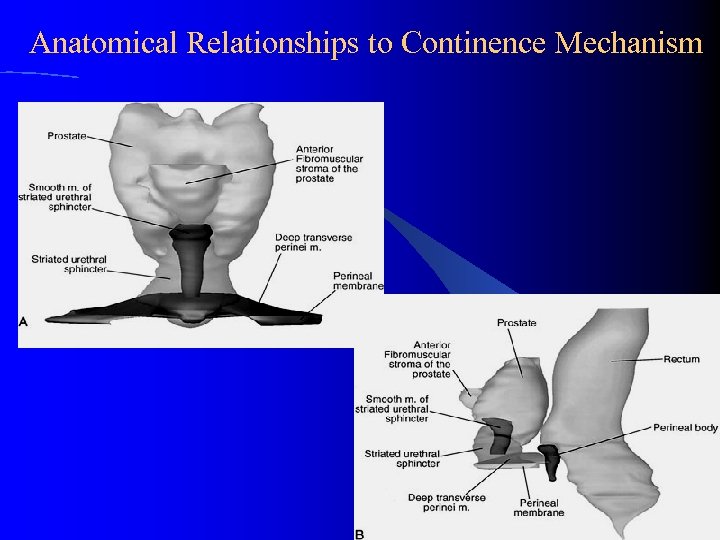 Anatomical Relationships to Continence Mechanism 