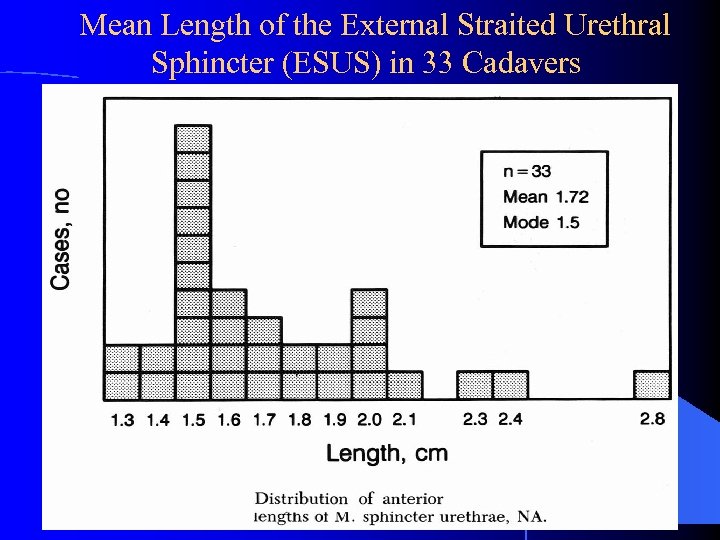 Mean Length of the External Straited Urethral Sphincter (ESUS) in 33 Cadavers 