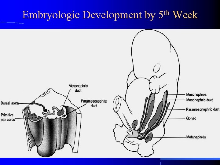 Embryologic Development by 5 th Week 