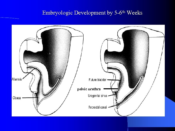Embryologic Development by 5 -6 th Weeks pelvic urethra 