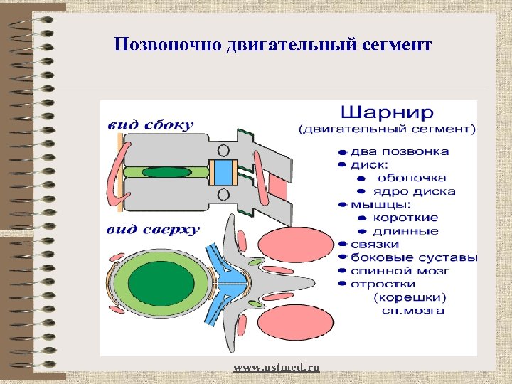 Позвоночно двигательный сегмент www. nstmed. ru 