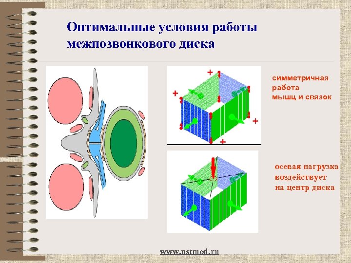 Оптимальные условия работы межпозвонкового диска симметричная работа мышц и связок осевая нагрузка воздействует на