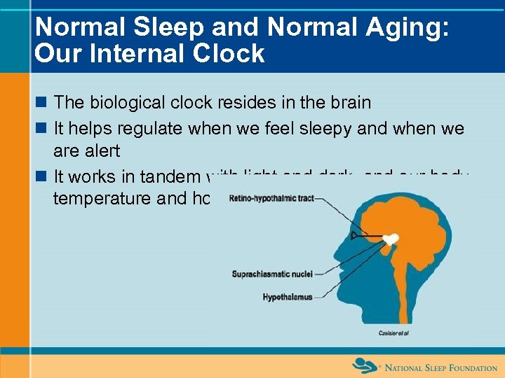 Normal Sleep and Normal Aging: Our Internal Clock n The biological clock resides in