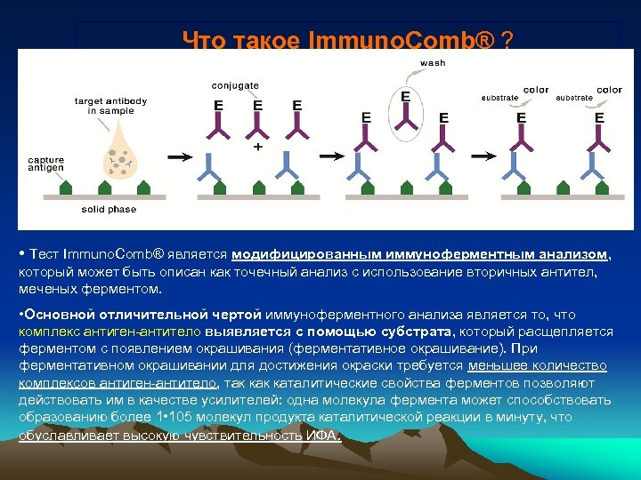 Что такое Immuno. Comb® ? • Тест Immuno. Comb® является модифицированным иммуноферментным анализом, который