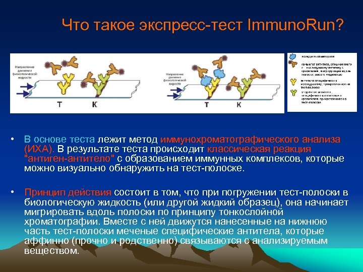 Что такое экспресс-тест Immuno. Run? • В основе теста лежит метод иммунохроматографического анализа (ИХА).