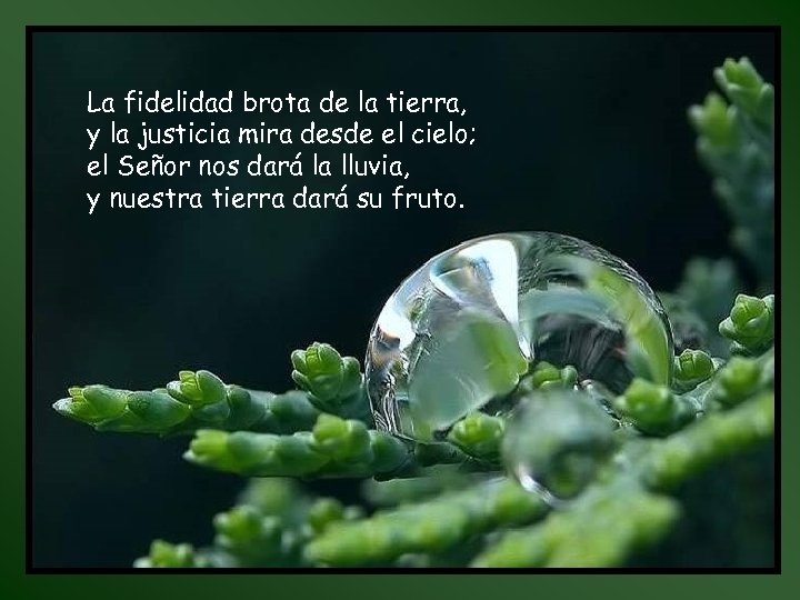 La fidelidad brota de la tierra, y la justicia mira desde el cielo; el