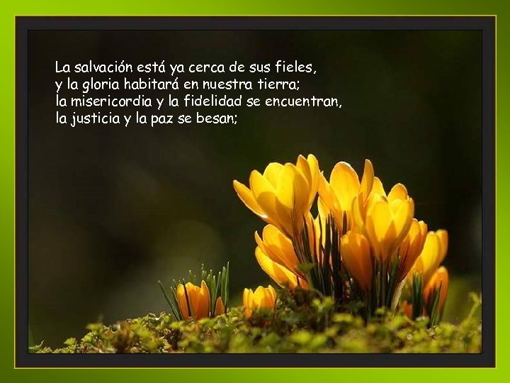La salvación está ya cerca de sus fieles, y la gloria habitará en nuestra