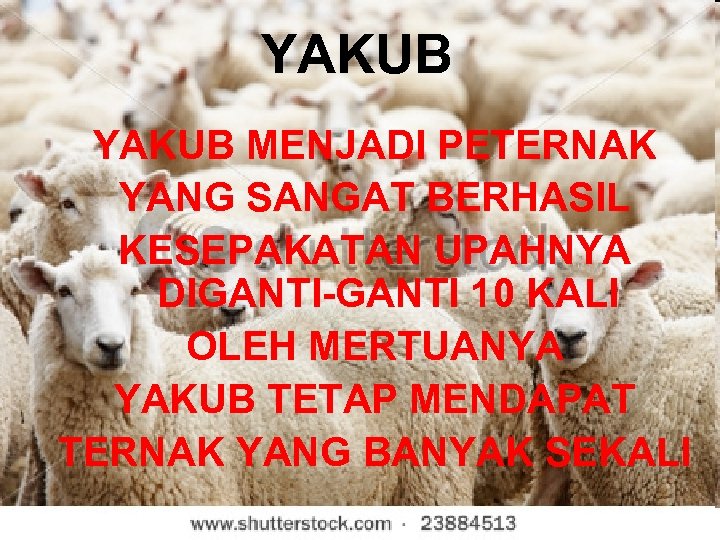 YAKUB MENJADI PETERNAK YANG SANGAT BERHASIL KESEPAKATAN UPAHNYA DIGANTI-GANTI 10 KALI OLEH MERTUANYA YAKUB