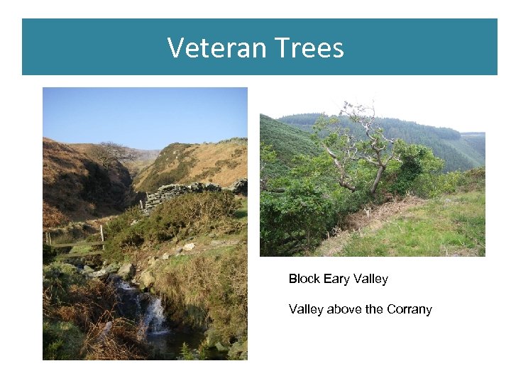 Veteran Trees Block Eary Valley above the Corrany 