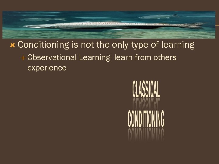  Conditioning is not the only type of learning Observational experience Learning- learn from