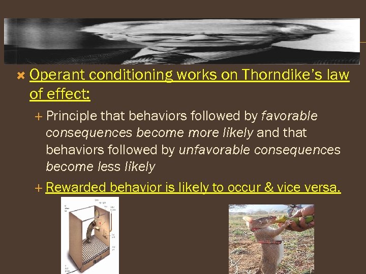  Operant conditioning works on Thorndike’s law of effect: Principle that behaviors followed by