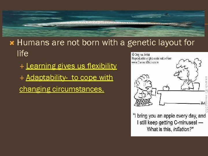  Humans are not born with a genetic layout for life Learning gives us