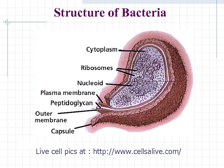 Structure of Bacteria Live cell pics at : http: //www. cellsalive. com/ 