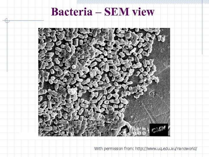 Bacteria – SEM view With permission from: http: //www. uq. edu. au/nanoworld/ 