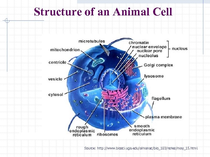 Structure of an Animal Cell Source: http: //www. biosci. uga. edu/almanac/bio_103/notes/may_15. html. 
